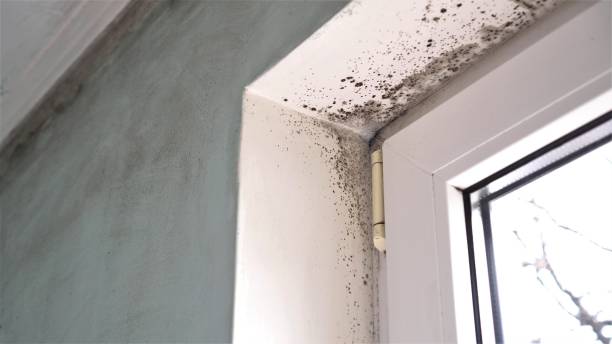 Best Mold Testing  in Westvle, IL