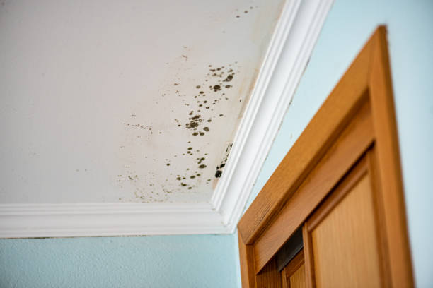 Best Attic Mold Removal  in Westvle, IL
