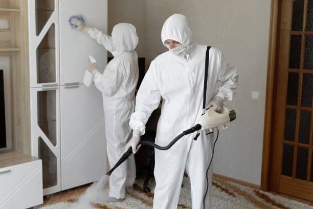 Best Black Mold Removal  in Westvle, IL