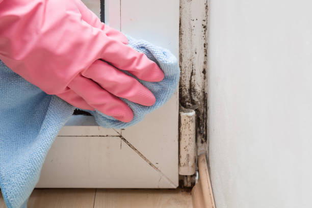 Reliable Westville, IL Mold Removal Solutions