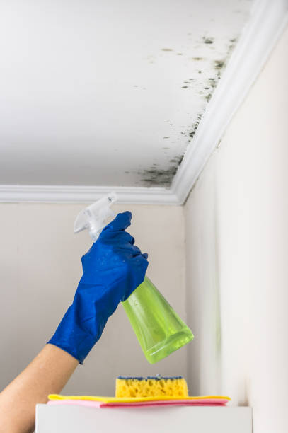Mold Testing and Removal in Westville, IL