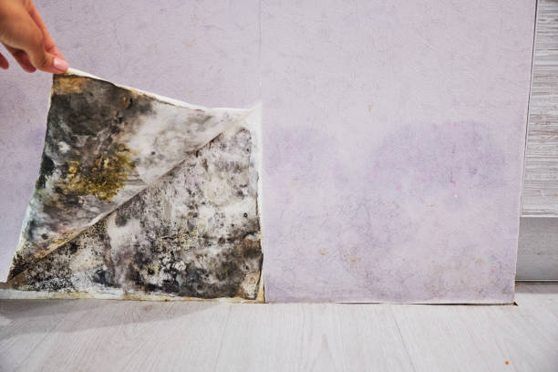 Best Mold Testing and Removal  in Westvle, IL